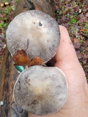 Tricholoma virgatum