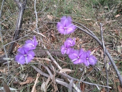 Thysanotus tuberosus