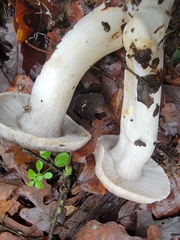 Tricholoma virgatum