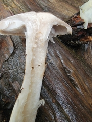 Tricholoma virgatum