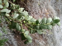 Ilex kunthiana