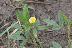 Stylosanthes