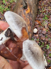 Tricholoma virgatum