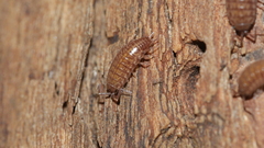 Chaetophiloscia sicula