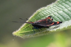 Ancyluris