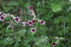 Rehmannia glutinosa