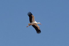 Ciconia ciconia
