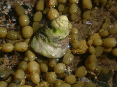 Astralium tentoriiforme