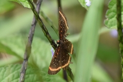 Amarynthis meneria