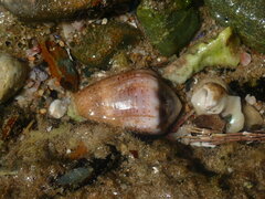 Conus coronatus