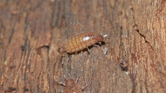 Chaetophiloscia sicula