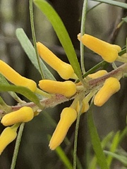 Persoonia linearis