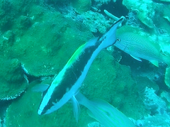 Mycteroperca interstitialis