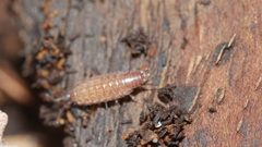 Chaetophiloscia sicula