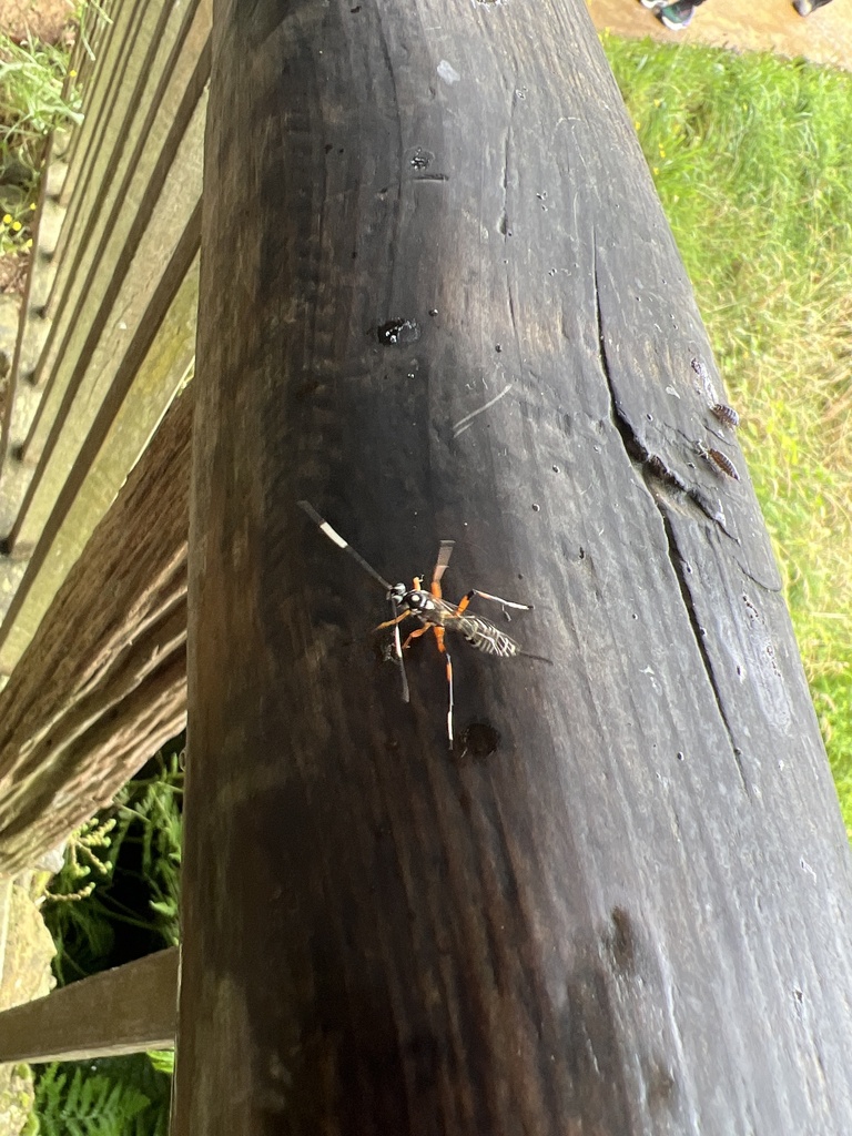 Lemon Tree Borer Parasitoid Wasp from MatamataPiako, NZWK, NZ on