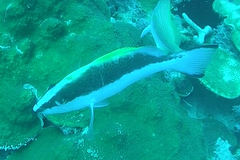 Mycteroperca interstitialis