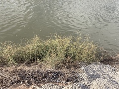 Chloracantha spinosa