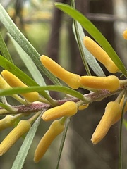 Persoonia linearis