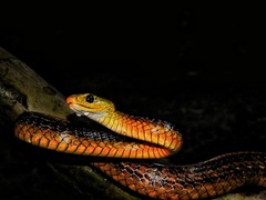 Chironius spixii