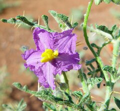 Solanum diversiflorum