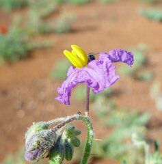 Solanum diversiflorum