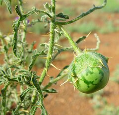 Solanum diversiflorum