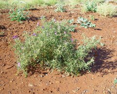 Solanum diversiflorum