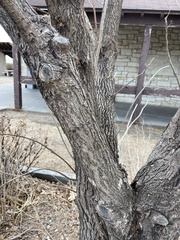 Acer negundo