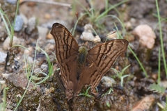 Hypanartia dione