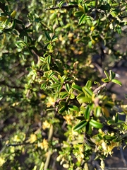 Atamisquea emarginata