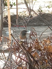 Campylorhynchus brunneicapillus