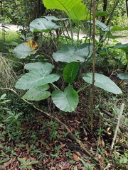 Alocasia macrorrhizos
