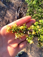 Atamisquea emarginata