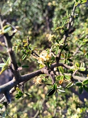 Atamisquea emarginata