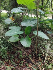Alocasia macrorrhizos