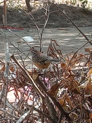 Campylorhynchus brunneicapillus