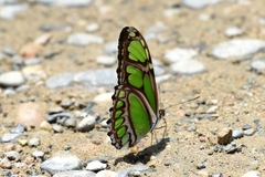 Philaethria dido