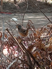 Campylorhynchus brunneicapillus