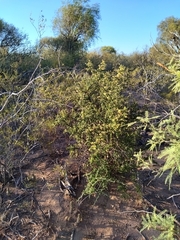 Atamisquea emarginata