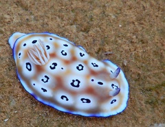 Goniobranchus leopardus
