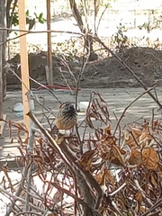 Campylorhynchus brunneicapillus