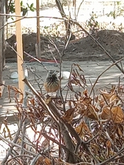 Campylorhynchus brunneicapillus