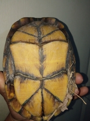 Kinosternon integrum