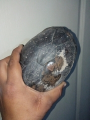 Kinosternon integrum