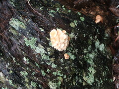 Collybia eucalyptorum
