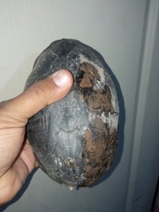 Kinosternon integrum