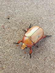 Anoplognathus montanus