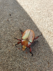 Anoplognathus montanus