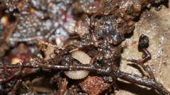 Haplophthalmus danicus