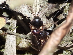 Phanophorus perspicax